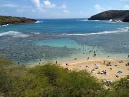 This used to be an amazing reef, then it got overrun by tourists, and now it's dead.