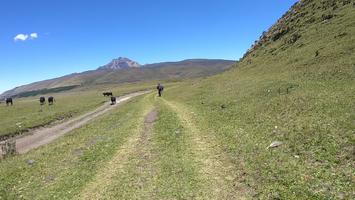 It was surprising to see cows wandering around