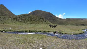 It was even more surprising to see these horses