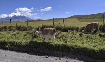 Ecuador has a handful of llamas.