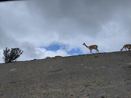 I think this was the first time I had ever seen a vicuna. They're super common on Chimborazo for some reason.