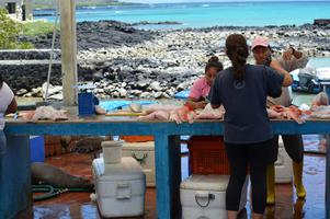 The Puerto Ayora fish market