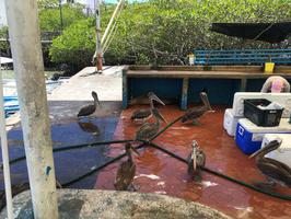 The fish market has lots of scavengers looking for an easy snack