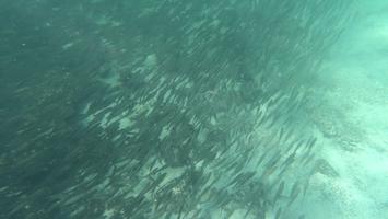 The next day we went snorkeling at a place called Pinzon. This may be the largest school of fish I have ever seen.