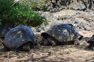 They had many giant tortoises here.