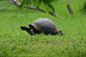 We visited the El Chato Tortoise Reserve in the highlands.