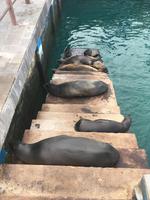 San Cristobal has even more sea lions than Santa Cruz.