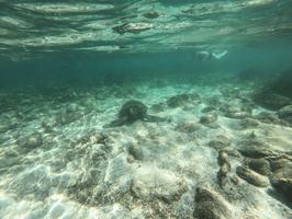 Mindy snorkeling with a turtle she found