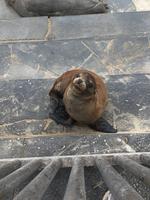 So many sea lions!