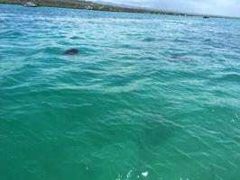 On the ferry from the airport to Santa Cruz, we saw a manta ray!