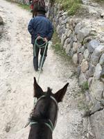 I hiked back up in 40 minutes! Mindy wisely rode a horse back up.