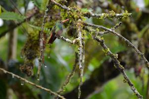 I hear Mindo is a world class birding destination. We saw several tropical birds from our hotel.