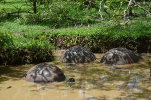 It turns out giant tortoises like hanging out in mud.