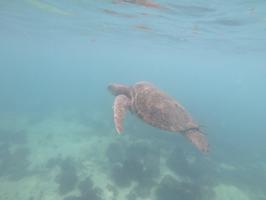 I spent about ten minutes swimming with this sea turtle.