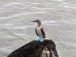 No trip to the Galapagos would be complete without seeing a blue footed booby.
