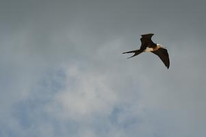 I've never seen a bird with a beak like this before.