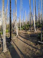 The first few miles go through a burnt forest