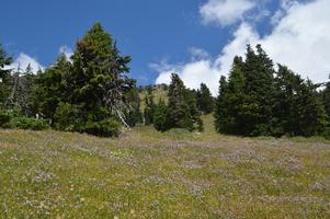 I decided to follow the unofficial trail to the top of that hill, then continue to follow a ridge after that.