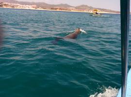 The sea lion alone made the water taxi worth the $10.