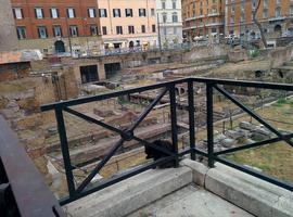 There are some ruins in the middle of Rome that tourists are not allowed to enter. As such, a large population of cats has decided to live there.