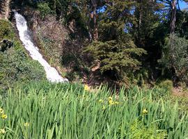 A waterfall in Golden Gate Park