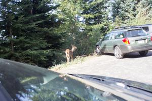 There was a deer in the parking lot!