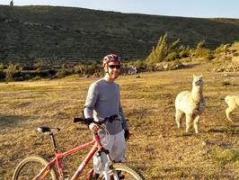 We biked past a farm and saw alpacas