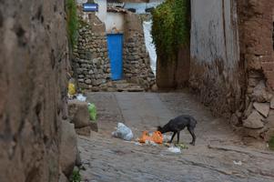The worst thing about Cusco was the dogs. I was convinced on multiple occasions I was about to get bit, and the packs of dogs are super intimidating, especially at night.