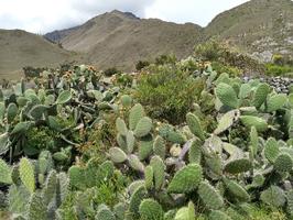 The climate became even drier, and we started to see cacti at this point.