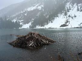 A beaver dam in Maroon Lake. By the end of the hike, it had started to snow.